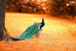 塞尔塔劳尔返球，意甲赛季势在必得